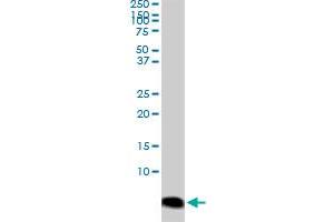 ATOX1 monoclonal antibody (M04), clone 3G11.
