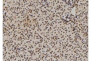 ABIN6272913 at 1/100 staining Mouse kidney tissue by IHC-P. (DDX21 anticorps  (Internal Region))