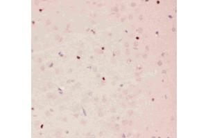Anti-APE1 Picoband antibody, IHC(P): Rat Brain Tissue