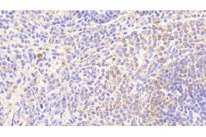 Detection of IL18 in Rabbit Spleen Tissue using Monoclonal Antibody to Interleukin 18 (IL18) (IL-18 anticorps  (AA 32-192))