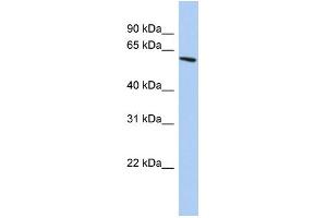 WB Suggested Anti-ZNF567 Antibody Titration:  0. (ZNF567 anticorps  (N-Term))