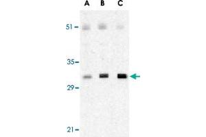 Western blot analysis of XAF1 in human spleen lysate with XAF1 polyclonal antibody  at 0. (XAF1 anticorps  (C-Term))