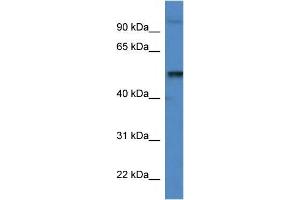 Mouse Spleen; WB Suggested Anti-Katna1 Antibody. (KATNA1 anticorps  (C-Term))