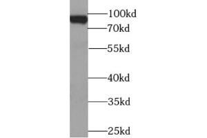 Western blot analysis of HEK-293 cells were subjected to SDS PAGE using BACH1 antibody at dilution of 1/1000. (BACH1 anticorps)