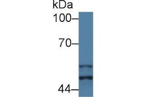 Western Blot; Sample: Mouse Placenta lysate; Primary Ab: 1µg/ml Rabbit Anti-Mouse GSK3a Antibody Second Ab: 0. (GSK3 alpha anticorps  (AA 122-406))