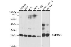 Western blot analysis of extracts of various cell lines, using COMMD5 antibody (ABIN7266471) at 1:1000 dilution. (COMMD5 anticorps  (AA 1-224))