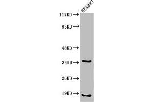 Western Blot analysis of 293 cells using Cleaved-Caspase-6 p18 (D179) Polyclonal Antibody (Caspase 6 anticorps  (Cleaved-Asp179))
