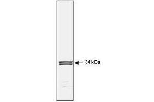 Mab anti-Human p34cdc2 antibody (clone POH-1) is shown to detect human p34cdc2by western blot.
