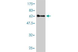 Western Blot detection against Immunogen (70.