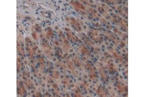 Used in DAB staining on fromalin fixed paraffin- embedded stomach tissue (FARS2 anticorps  (AA 1-472))