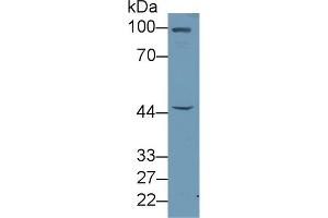Detection of FBLN7 in Rat Liver lysate using Polyclonal Antibody to Fibulin 7 (FBLN7) (FBLN7 anticorps  (AA 223-440))