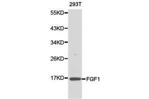 Western Blotting (WB) image for anti-Fibroblast Growth Factor 1 (Acidic) (FGF1) antibody (ABIN1872681) (FGF1 anticorps)