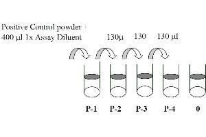 This picture shows the preparation of the positive control.
