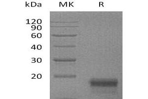 Western Blotting (WB) image for C-Fos Induced Growth Factor (Vascular Endothelial Growth Factor D) (Figf) protein (His tag) (ABIN7320682)