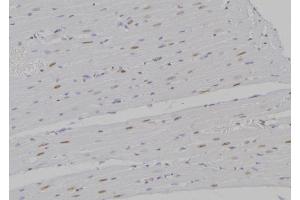 ABIN6277199 at 1/100 staining Rat heart tissue by IHC-P. (Histone 3 anticorps  (H3K27me2))