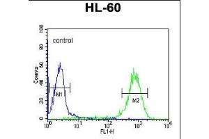 DLK2 Antibody (C-term) (ABIN652972 and ABIN2842616) flow cytometric analysis of HL-60 cells (right histogram) compared to a negative control cell (left histogram). (DLK2 anticorps  (C-Term))