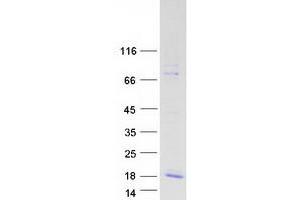 Motilin (MLN) (Transcript Variant 1) protein (Myc-DYKDDDDK Tag)