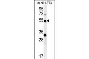 TRAF3 Antibody (C-term) (ABIN657866 and ABIN2846822) western blot analysis in mouse NIH-3T3 cell line lysates (35 μg/lane). (TRAF3 anticorps  (C-Term))
