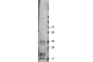 Western blot using  Protein-A Purified anti-bovine VEGF-A antibody shows detection of recombinant bovine VEGF-A at 17-19. (VEGF anticorps)