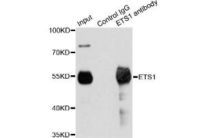 Immunoprecipitation analysis of 200ug extracts of Jurkat cells using 1ug ETS1 antibody. (ETS1 anticorps)