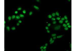 Image no. 2 for anti-phosphoglycerate Mutase 2 (Muscle) (PGAM2) antibody (ABIN1500173)