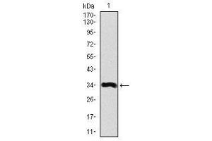 Image no. 1 for anti-Apolipoprotein A (APOA) antibody (ABIN1491517) (LPA anticorps)