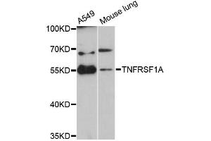 Western blot analysis of extracts of various cell lines, using TNFRSF1A antibody (ABIN5970729) at 1:3000 dilution. (TNFRSF1A anticorps)
