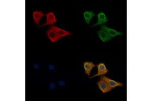 ABIN6258127 and ABIN6275841 staining Hela cells by IF/ICC.