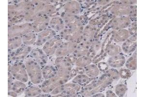 Detection of MUC5B in Mouse Kidney Tissue using Polyclonal Antibody to Mucin 5 Subtype B (MUC5B) (MUC5B anticorps  (AA 75-295))