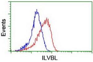Image no. 2 for anti-IlvB (Bacterial Acetolactate Synthase)-Like (ILVBL) antibody (ABIN1498877) (ILVBL anticorps)