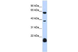 Serotonin receptor 3E antibody used at 1 ug/ml to detect target protein. (HTR3E anticorps)