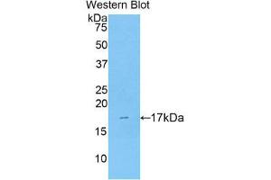 Western Blotting (WB) image for anti-Pleiotrophin (PTN) (AA 33-168) antibody (ABIN1860363) (Pleiotrophin anticorps  (AA 33-168))