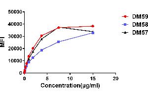 Affinity ranking of different Rabbit anti-CD27 mAb clones by titration of different concentration onto Raji cells.