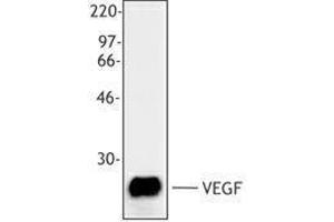 Western Blotting (WB) image for anti-Vascular Endothelial Growth Factor A (VEGFA) antibody (ABIN2665452) (VEGFA anticorps)