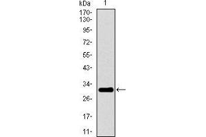 Western blot analysis using P2RY13 mAb against human P2RY13 recombinant protein.