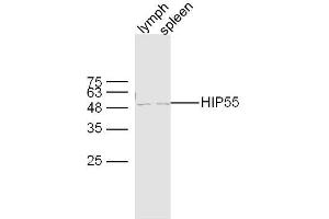 Lane 1: mouse lymph lysates Lane 2: mouse spleen lysates probed with HIP55 Polyclonal Antibody, Unconjugated  at 1:300 dilution and 4˚C overnight incubation. (DBNL anticorps  (AA 201-300))