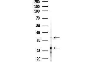 anti-Protein Phosphatase 1, Regulatory Subunit 8 (PPP1R8) (Internal Region) antibody