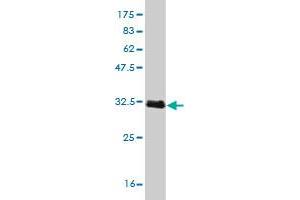 Western Blot detection against Immunogen (31.