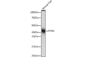 Western blot analysis of extracts of Mouse liver, using PON1 Rabbit mAb (ABIN7269172) at 1:1000 dilution. (PON1 anticorps)