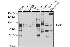 Western blot analysis of extracts of various cell lines, using FMRP antibody (ABIN6127908, ABIN6140718, ABIN6140720 and ABIN6221284) at 1:1000 dilution. (FMR1 anticorps  (AA 1-290))