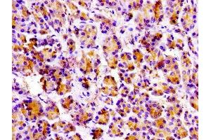 IHC image of ABIN7173602 diluted at 1:100 and staining in paraffin-embedded human pancreatic tissue performed on a Leica BondTM system. (PRSS3 anticorps  (AA 81-303))