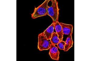 Immunofluorescence analysis of Hela cells using CDKN1C mouse mAb (green). (CDKN1C anticorps)