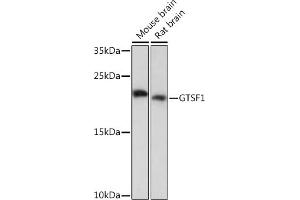 Western blot analysis of extracts of various cell lines, using GTSF1 Rabbit pAb (ABIN7267341) at 1:1000 dilution.