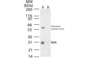 anti-Smallpox B5R (AA 33-47) antibody