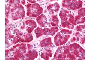 Anti-CLEC12B antibody IHC staining of human pancreas.