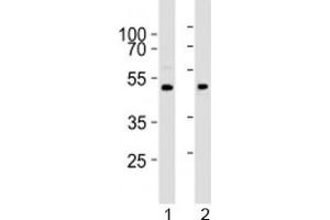 Western blot analysis of lysate from 1) human brain and 2) mouse brain tissue lysate using PRMT8 antibody at 1:1000.