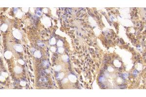 Detection of WNT3A in Human Small intestine Tissue using Monoclonal Antibody to Wingless Type MMTV Integration Site Family, Member 3A (WNT3A)