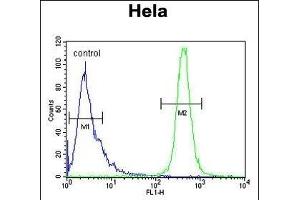I Antibody (C-term) (ABIN653856 and ABIN2843116) flow cytometric analysis of Hela cells (right histogram) compared to a negative control cell (left histogram). (IMP3 anticorps  (C-Term))