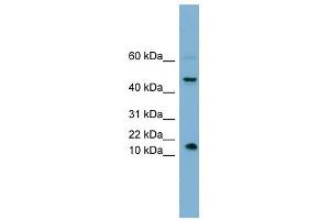INSL5 antibody used at 1 ug/ml to detect target protein.