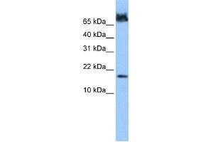 WB Suggested Anti-FUNDC1 Antibody Titration: 0. (FUNDC1 anticorps  (N-Term))